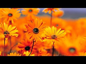 Amhara Tv Live Stream