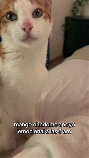 #mango #apoyo #catsoftiktok