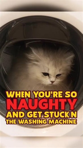 Cat vs Washing Machine 🐾 | Funny Pet #Shorts | Viral TikTok Trend