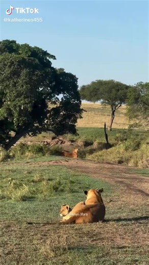 The Fig Tree Pride today 12/22/25 2 lionesses, 1 cub.
