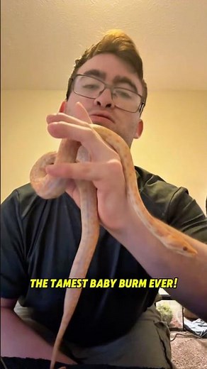 Meet the Friendliest Baby Burmese Python