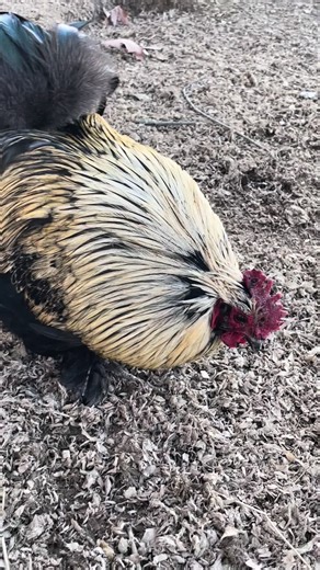#chickens #rebelrescueranch #rooster