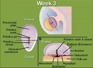 Embryology - 3rd week of gestation
