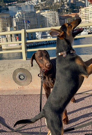 Promenade 🫧☀️ #promenade #balade #exercice #travail #passion #sociabilisation #obeissance #longe #friandise #chiens #esuducation #borddemer #fontvieille #digue #mer #soleil #venus #doberman #malinois #dogwalker #dogwalkermonaco
