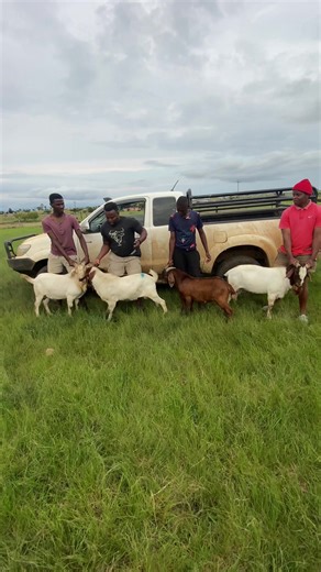 Nazi iympongo ezipumayo: Boer Goat Farming Insights