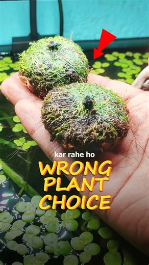 Your Plants Keep Dying❌This Is Why✅||#plants #aquarium