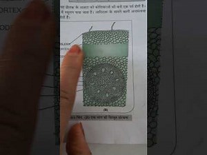 Practical biology class11monocot root ll in hindi#study#NCERT#school education