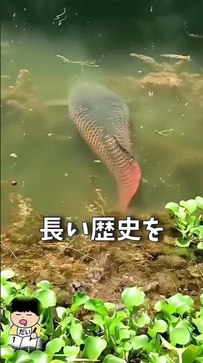 古代魚ピラルクの進化と生態