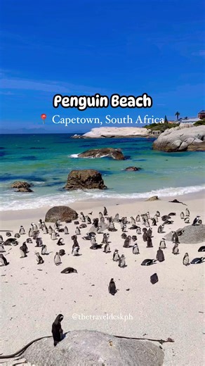 Boulders Beach in Cape Town is home to a charming colony of endangered African penguins, where you can walk alongside them or even swim nearby. Nestled among ancient granite boulders, it’s a peaceful and unforgettable spot—make sure to visit! ✈️❤️ #thetraveldeskph #seetheworld | The Traveldesk | Facebook