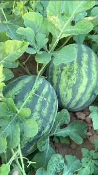 How to Test If a Watermelon is Ripe by Sound #farmingtech