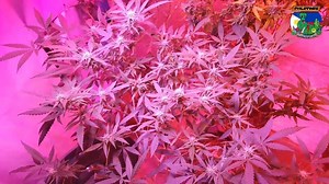 2.3K views · 190 reactions | 70 days flowering time from 12/12 flip Grow by Monsterbud Philippines Muntinlupa x Cagayan Lights: Bestva 600w elite series from MB Marikina Pots: 3 Gallon Fabric pots from Shopee Fertilizer: GrowMore Orchid fertilizer 10-30-30 Watering: Plain water only in between feedings pH: 6.0-6.5 Temp: 24C - 27C (AC) Humidity: 50% - 70% | MonsterBud Philippines | Facebook