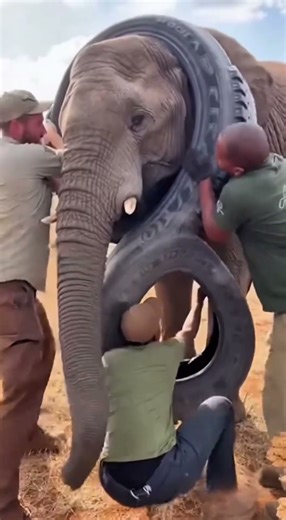 This Elephant Was Slowly Dying — A Tire Around Its Neck Caught on Camera #viral #fyp #elephant