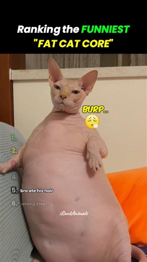 fattest cats ever 😹🍞 #cat #catsoftiktok #usa #catshorts #funnycats #littlepaws #animalranking