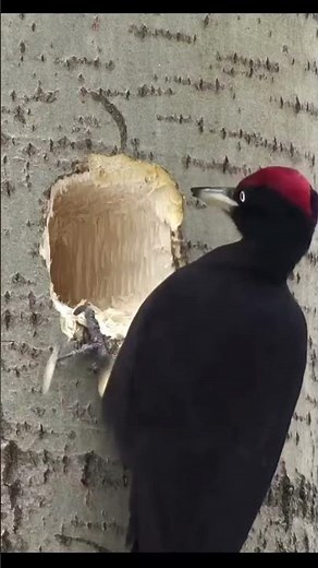 💪 Animal intelligence in action: the woodpecker plans its meal! 🧱