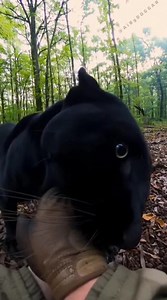 Panthers are incredibly powerful cats with night vision nearly five times stronger than humans. Their muscles are built for silent movement, which is why even their playful pounce feels like a real attack. panthers bond deeply with the humans they trust — but only when raised with consistent care and respect. 🖤🐆 In this rare moment, a pet panther jumps, wrestles, and plays with his owner while the owner records every second. The wild may look fierce, but love turns danger into friendship. When