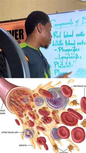 Components of bl^^d #science #onlinetutoring #students | Learn with Austin