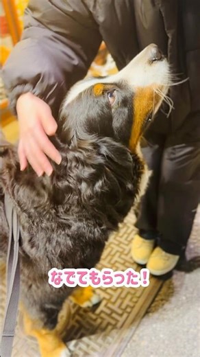 A Bernese Mountain Dog getting petted in front of a taiyaki shop 🐾