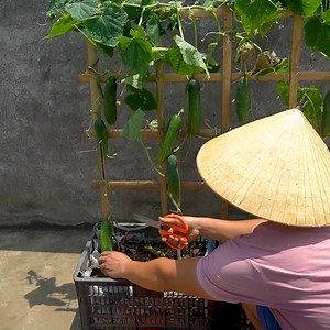 188K views · 3.6K reactions | How to Grow Cucumbers With High Yield in Plastic Containers | Balcony Garden Ideas | Facebook