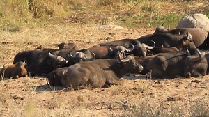 42K views · 1.2K reactions | Herd of buffalo on the dry river bed #animal #reels #reelsfb #reelsviral #viralpage #video #africa #Amazing #life #Wow #wildlife #travel #trending #trend #reelsvideo #animal #nature #viral | African Bush Kingdom | Facebook