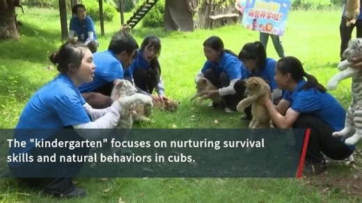 312 reactions · 11 shares | Zoo in southwest China's Chongqing welcomes adorable tiger, lion cubs A unique opening ceremony to welcome 12 adorable lion and tiger cubs was held last Tlhursday at the "kindergarten" of Chongqing Yongchuan Wild Animal World in southwest China's Chongqing Municipality. | BastilleGlobal | Facebook