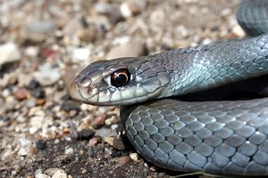 Blue Racer Snake Breed Profile: Facts, Speed, Pictures & Care - Everything Reptiles