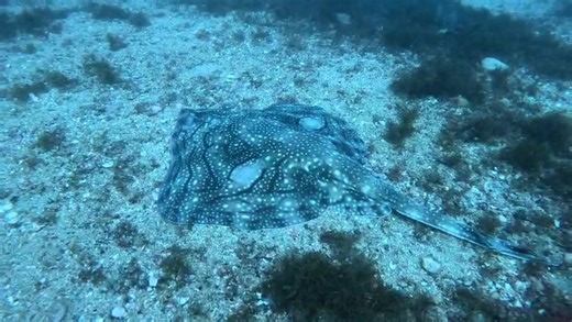 The undulate ray (Raja undulata) This species of skate is found in the Mediterranean and has a conservation status of near threatened. This beauty was spotted yesterday off the Detached Mole Spot it 👀 Snap it 📷 Map it📌 #marineconservation #gibraltar #citizenscience #nautilusenvironmentalmonitoringonline #nemo | The Nautilus Project