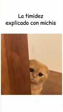 La timidez explicada con michis