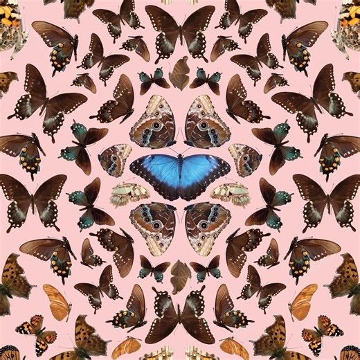 2.3K views · 30 reactions | 曆 Wonder has officially taken flight at...