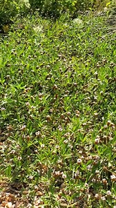Some say frogfruit (Phyla nodiflora) resembles frog eyes. You’ll definitely want to have a staring contest with this adorable native plant, which produces blooms all summer long and attracts butterflies and bees galore! For more reasons to love frogfruit, watch this video featuring Leslie Uppinghouse, Wildflower Center horticulturist. (See transcript in comments.) #LadyBirdWildflowers #StayWild | Lady Bird Johnson Wildflower Center