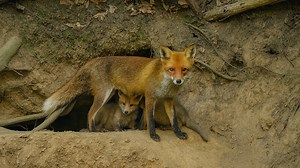 Fox Cubs Nursing in the Safety of the Den