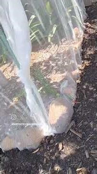 Fruit tree bird netting Repairs.