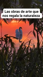 Las obras de arte que nos regala la naturaleza #fypジ #fyp #music #foryou #viral #Natureza #Arte #sueños #vida | Alvaro Roque Molina