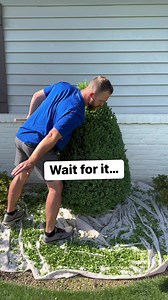 👋🏽💥🌱The boxwood wasn’t harmed in the making of this. #trimming #satisfying #oddlysatisfying #before #after #boxwood #topiary #handclipped | Rooted Lawn Co