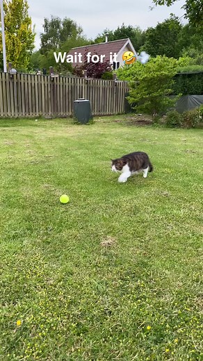 260K views · 10K reactions | Wait for it 藍 | Monty | Facebook