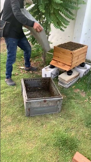 New Beekeeper / First Steps Into Beekeeping 🐝🍯 #shorts