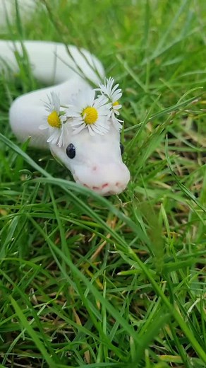 Daisy Chain Crown and Cute Snakes Videos