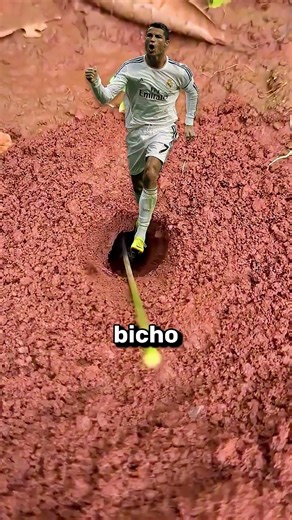 Usan hormigas para casar insectos.