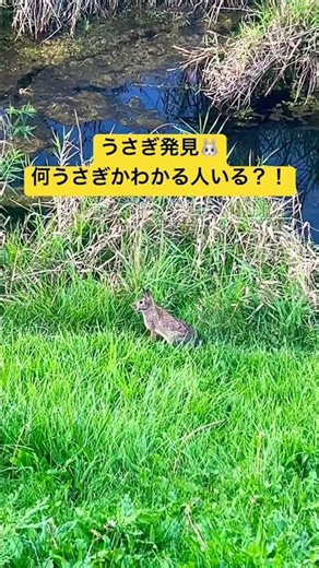 うさぎ発見🐰！うさぎの種類教えて！