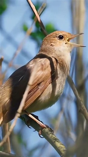 Tiny Bird’s Beautiful Song 🐦🎶 #nature #wildlife