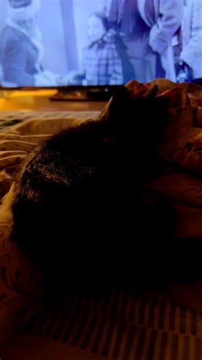 How is your Sunday going? I am stuck with cleaning duties and lounging with my kittens. The boredom is becoming overwhelming. Here are the kittens. I should have introduced myself as a cat lover, considering I have five. | Amber Hunter