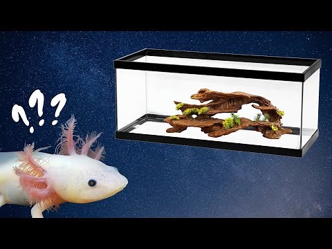 New Axolotl Checklist – What Do I Need for My New Axolotl?