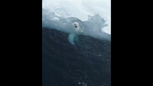 See a playful polar bear swim with joy and energy