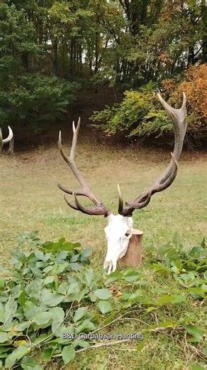Red stag trophies hunted in Romania #hirschjagd #reddeerhunting #lovjelenů #chassecerf #cazaciervo