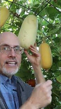 3 Signs your spaghetti squash is ready to pick.