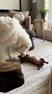 It took them a while, but now they're besties 🥹 ❤️ | Furry Tails