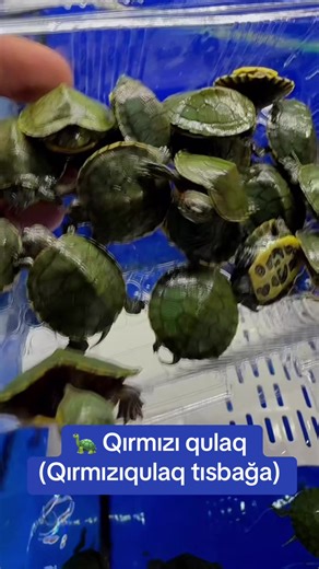 Qırmızı qulaq tısbağası - Göllərdəki gözəl növ