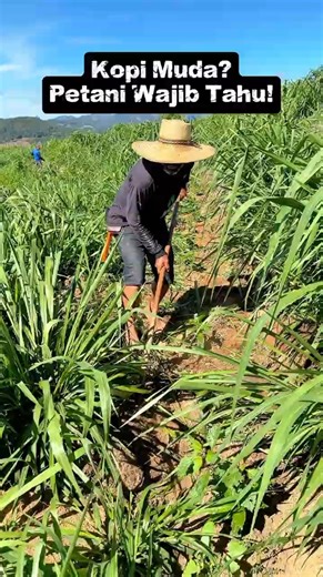 Emang Boleh Gulma Nutupin Kopi Muda? Petani Wajib Tahu!