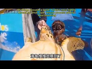 All things possess a spirit! Turtle's neck tightly bound by thick rope, rescue process utterly heartwarming # Saving Turtles # Animal Rescue # All Things Considered #TurtleRescue #MarineLife #Oceans #NatureLovers #america #australia #turtlerescue #saveturtles #saveanimals #usa #turtle | Brilliant