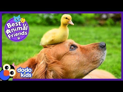 Dude The Dog Goes Swimming With Baby Ducks | Animal Videos For Kids | Dodo Kids: Best Animal Friends