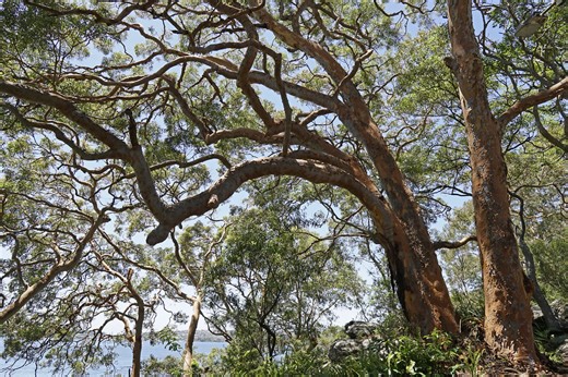 LibGuides: KCU / CCPL Adventure Begins @ Your Library - Australia: Plants